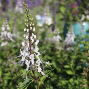 White Cat Whiskers Live Plants - Set of 3, Java Tea Flowering Shrub