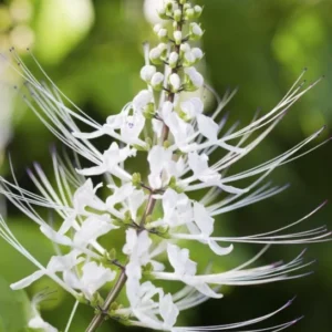 White Cat Whiskers Live Plants - Set of 3, Java Tea Flowering Shrub