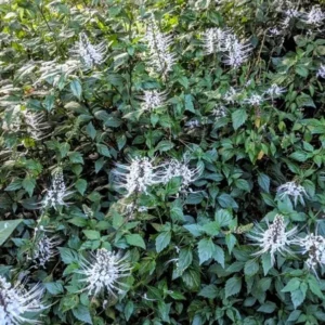 White Cat Whiskers Live Plants - Set of 3, Java Tea Flowering Shrub