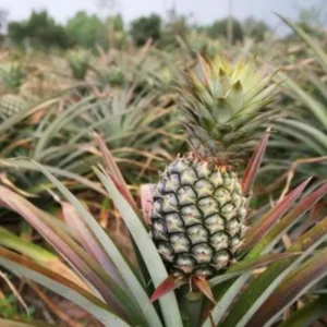 White Jade Pineapple Plant Live - Sweet Fruit Tree Seedling, 5-8 Inch