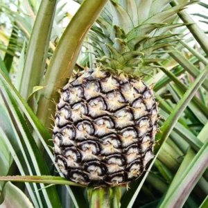 White Jade Pineapple Plant Live - Sweet Fruit Tree Seedling, 5-8 Inch