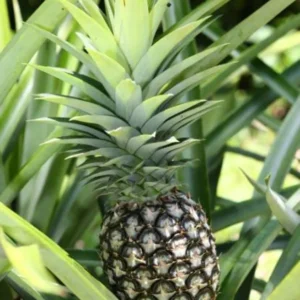 White Jade Pineapple Plant Live - Sweet Fruit Tree Seedling, 5-8 Inch