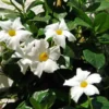 White Mandevilla Plant - Live Vine, 4-6 Inch Tall Flowering Bush Plants