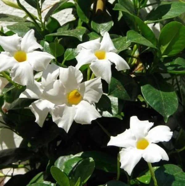 White Mandevilla Plant - Live Vine, 4-6 Inch Tall Flowering Bush Plants