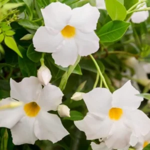 White Mandevilla Plant - Live Vine, 4-6 Inch Tall Flowering Bush Plants