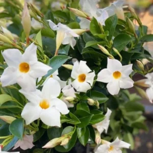 White Mandevilla Plant - Live Vine, 4-6 Inch Tall Flowering Bush Plants