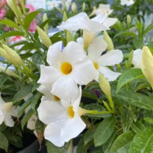 White Mandevilla Plant - Live Vine, 4-6 Inch Tall Flowering Bush Plants