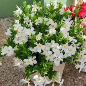 White Mandevilla Plant - Live Vine, 4-6 Inch Tall Flowering Bush Plants