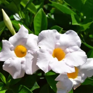 White Mandevilla Plant - Live Vine, 4-6 Inch Tall Flowering Bush Plants