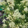 White Milkweed Plants Live, Pack of 2, Outdoor Plants for Monarchs