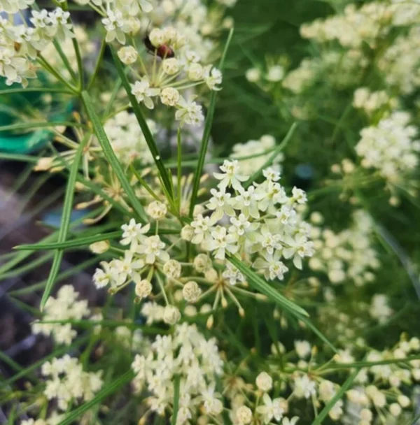 White Milkweed Plants Live, Pack of 2, Outdoor Plants for Monarchs