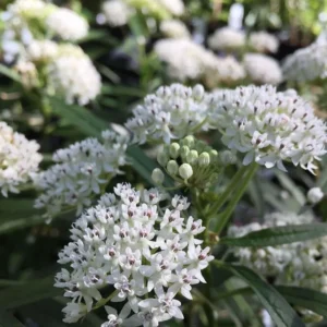White Milkweed Plants Live, Pack of 2, Outdoor Plants for Monarchs