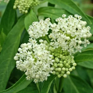 White Milkweed Plants Live, Pack of 2, Outdoor Plants for Monarchs