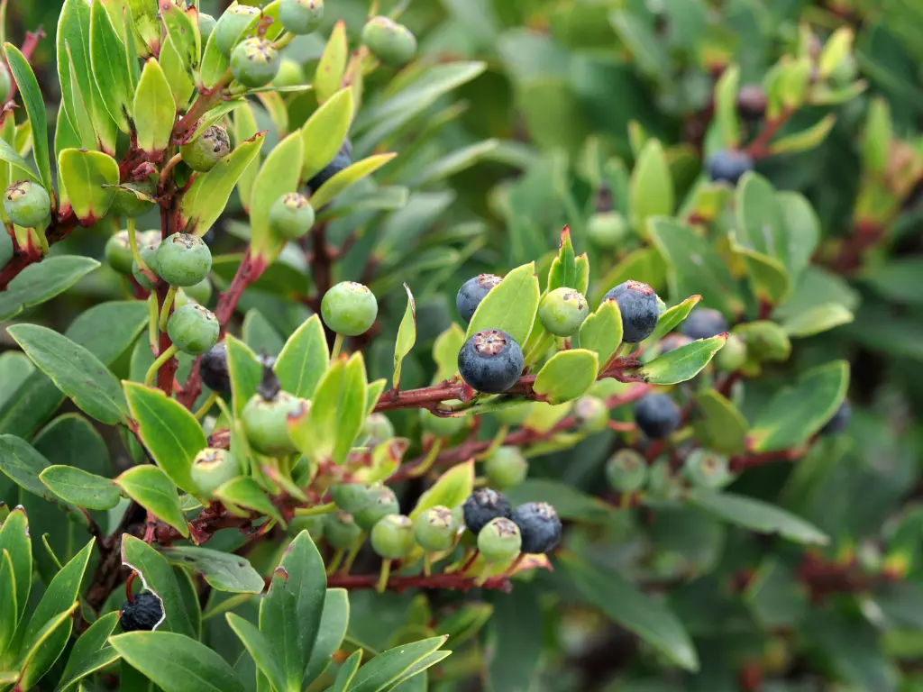 Wild Huckleberries