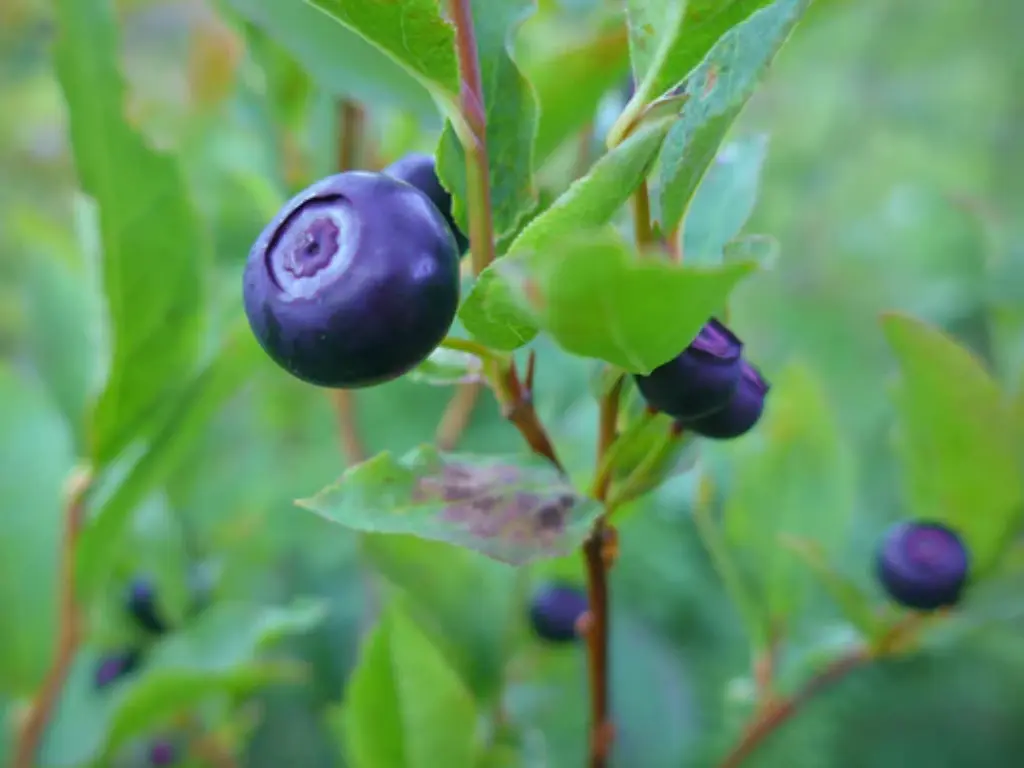 Close-up of ripe wild huckleberries, perfect for harvesting and enjoying their delicious taste.