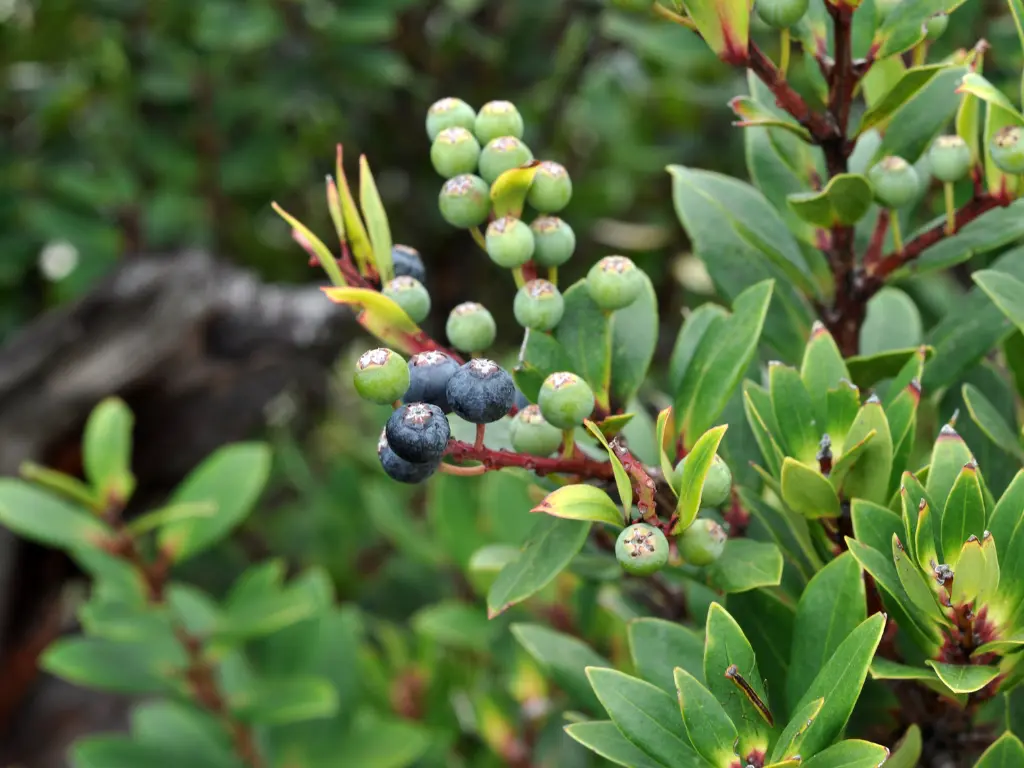 Wild huckleberries