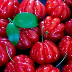Surinam Cherry Plant Live - 4-6 Inch Tree for Planting
