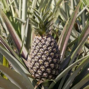 Sugarloaf Pineapple Plant - Live Fruit Tree - 4-6 Inch - Sweet Variety