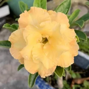 Double Yellow Desert Rose Plant Live 4 Inch Flowering Tree Outdoor