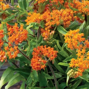 Orange Milkweed Plants - Live Flowering Plants 4-7 Inches for Garden