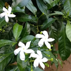 Pinwheel Jasmine Plants - Set of 2 Live Plants, 5-7 Inch Tall, Home Garden