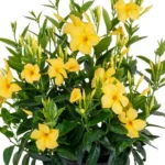 Yellow Mandevilla Plants Live - 4-6 Inch Vine - Flowering Bush