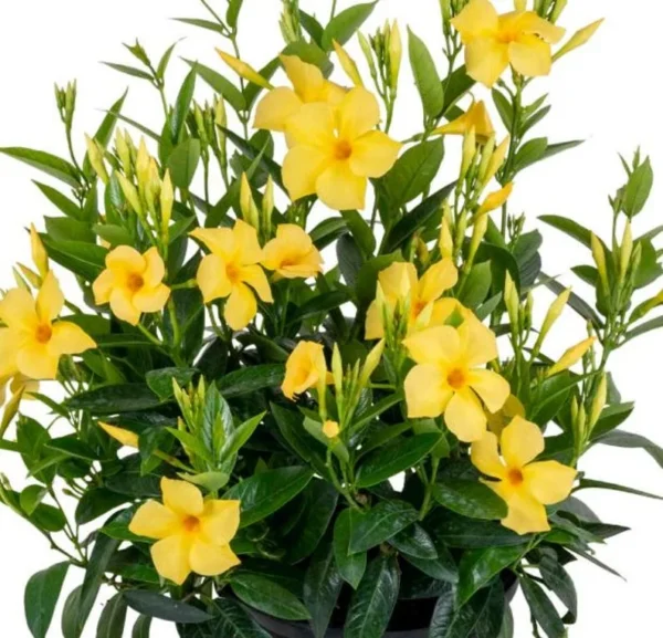 Yellow Mandevilla Plants Live - 4-6 Inch Vine - Flowering Bush
