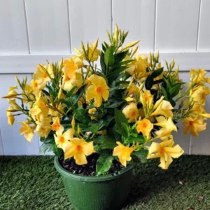 Yellow Mandevilla Plants Live - 4-6 Inch Vine - Flowering Bush