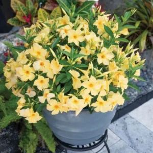 Yellow Mandevilla Plants Live - 4-6 Inch Vine - Flowering Bush
