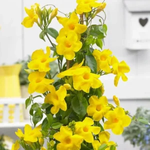 Yellow Mandevilla Plants Live - 4-6 Inch Vine - Flowering Bush