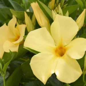 Yellow Mandevilla Plants Live - 4-6 Inch Vine - Flowering Bush
