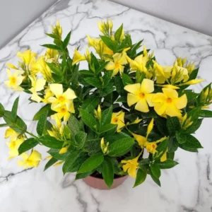 Yellow Mandevilla Plants Live - 4-6 Inch Vine - Flowering Bush