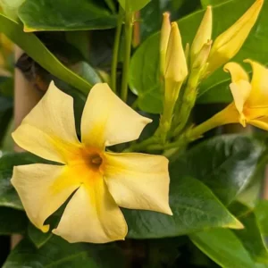Yellow Mandevilla Plants Live - 4-6 Inch Vine - Flowering Bush