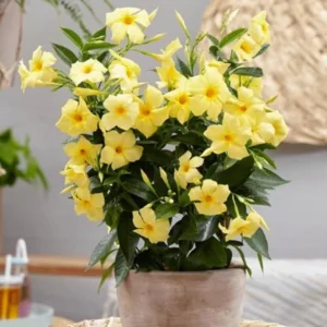 Yellow Mandevilla Plants Live - 4-6 Inch Vine - Flowering Bush