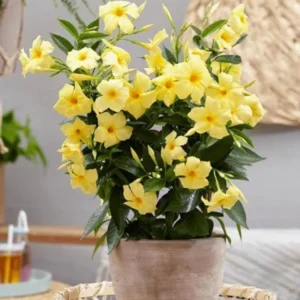 Yellow Mandevilla Plants Live - 4-6 Inch Vine - Flowering Bush