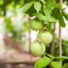 Yellow Passion Plant Live - 2 Pack - Passion Fruit Tree - Garden Ready