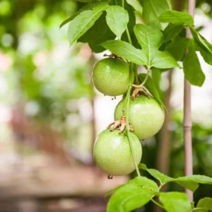 Yellow Passion Plant Live - 2 Pack - Passion Fruit Tree - Garden Ready