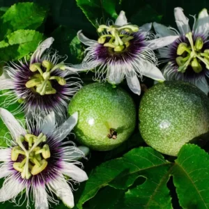 Yellow Passion Plant Live - 2 Pack - Passion Fruit Tree - Garden Ready