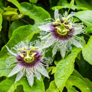 Yellow Passion Plant Live - 2 Pack - Passion Fruit Tree - Garden Ready