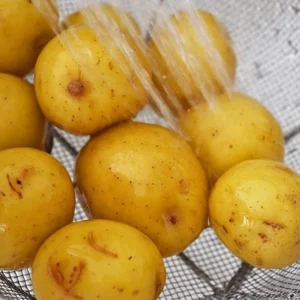 Yellow Potato Seed Tubers - Small Whole Potatoes for Planting