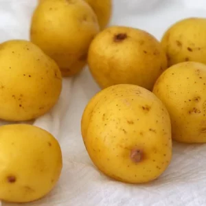 Yellow Potato Seed Tubers - Small Whole Potatoes for Planting