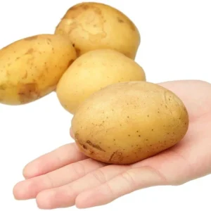 Yellow Potato Seeds Whole Tubers - 2 Lbs Seed Potatoes for Planting