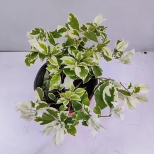 Vanilla Ice Bougainvillea Plants Live Trailing Vines 4-7