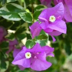 Ice Blueberry Bougainvillea Flowering Plant - 2 Starter Trees - Outdoor Garden