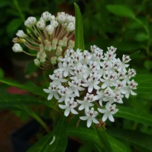 White Milkweed Plants Live, Pack of 2, Outdoor Plants for Monarchs