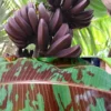 Zebrina Banana Plant Live - 4-6 Inch Rooted Banana Tree for Gardens
