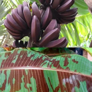 Zebrina Banana Plant Live - 4-6 Inch Rooted Banana Tree for Gardens