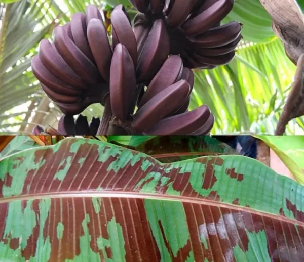 Zebrina Banana Plant Live - 4-6 Inch Rooted Banana Tree for Gardens