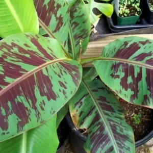 Zebrina Banana Plant Live - 4-6 Inch Rooted Banana Tree for Gardens