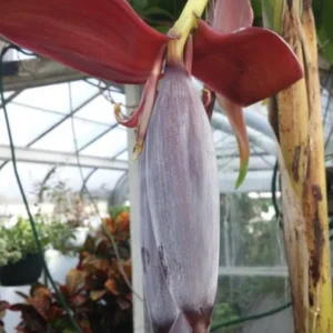 Zebrina Banana Plant Live - 4-6 Inch Rooted Banana Tree for Gardens